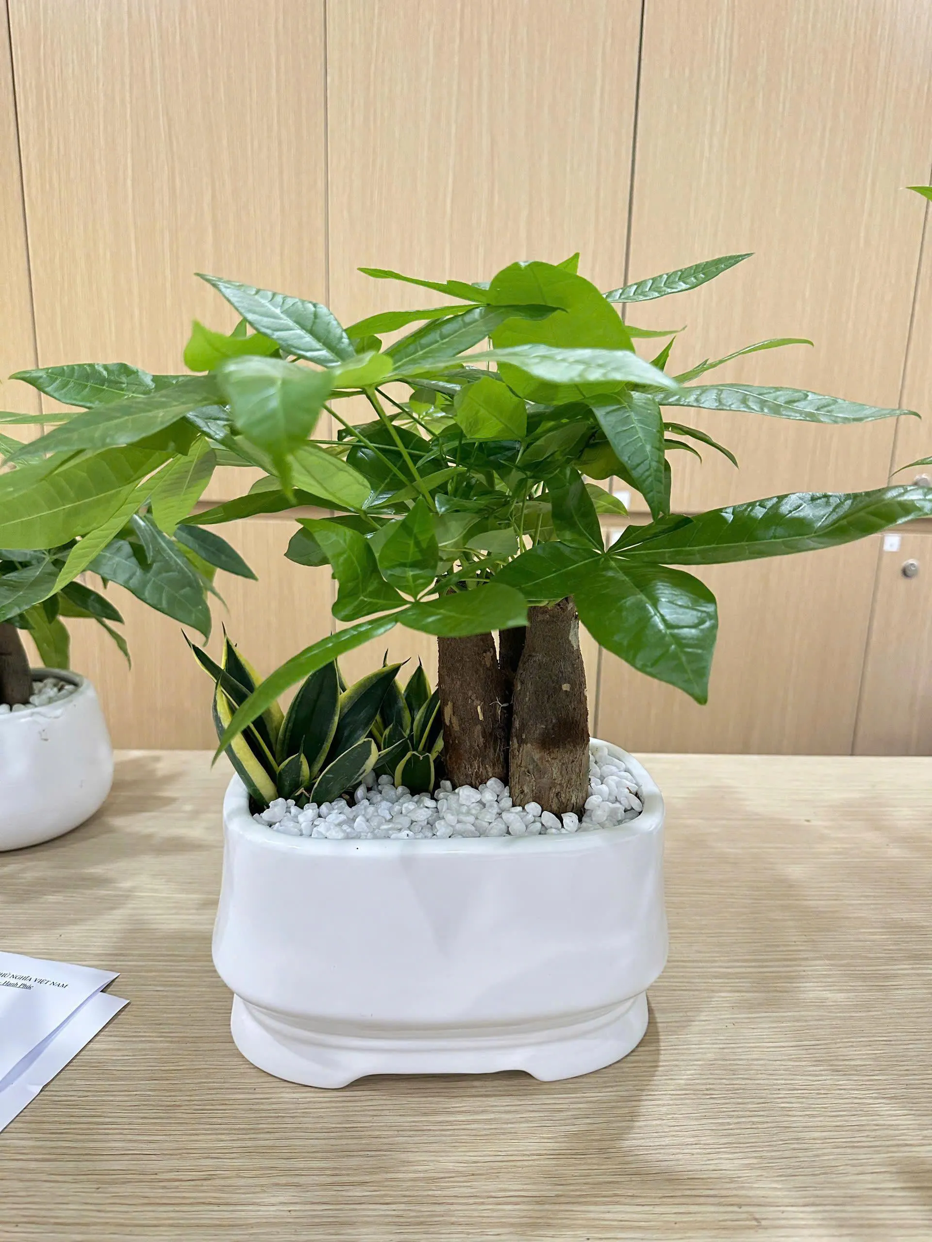 Chậu cây tiểu cảnh kim ngân để bàn làm việc _Món quà xanh ý nghĩa